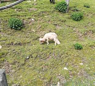 Alpen Wildpark Feld am See