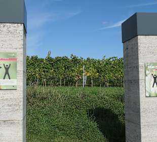 Wein-Yoga-Schaukeln mit Bewegungsübungen