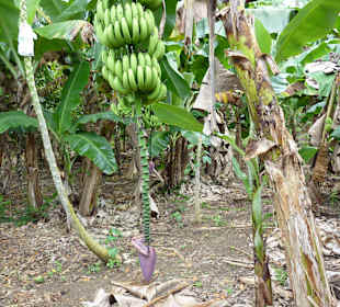 Tropical River Tour  – Oktober 2014