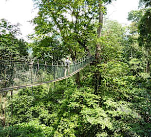 Canopy Walk