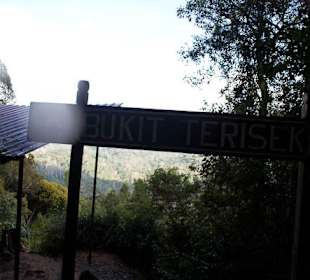 Dżungla w parku Taman Negara