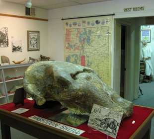 Mammutschädel im Geronimo Springs Museum