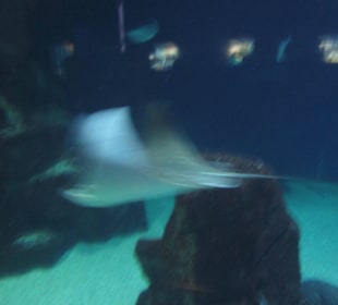 Aquarium / Oceanongrafic