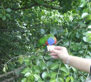 Papageienfütterung für jeden