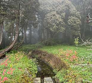 Alishan National Forest