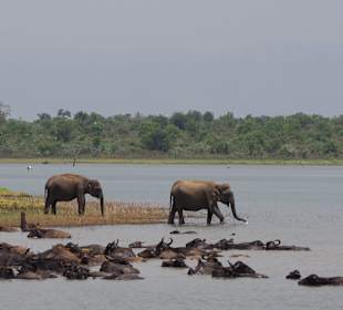 Nationalpark Wilpattu