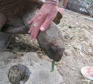 Die Schildkröten auf Prison Island