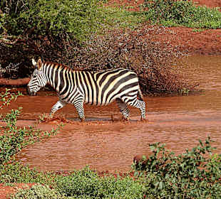 Wassertreten