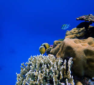 Außenriff  des Three Corners Fayrouz Plaza Beach Resort