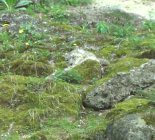 Südamerika Bereich - Schneeleopard