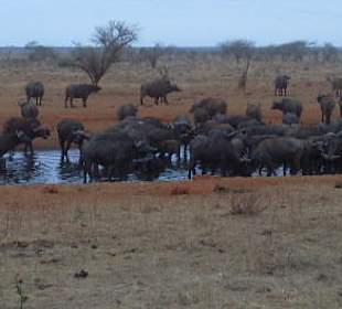 Safari mit Guide Johannes