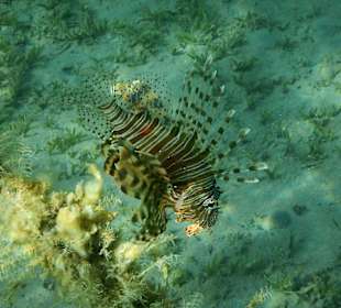 Feuerfisch in den Abendstunden