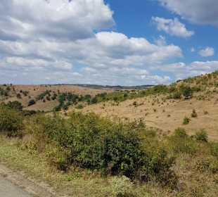 Safari