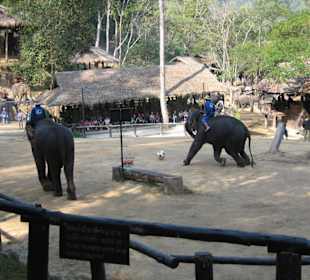 1 : 0 für den Elefanten