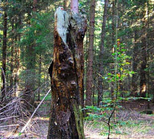 Wanderung zum Signalstein Fränk.Schweiz