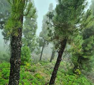 Höhlendorf Bermeja Cuevas