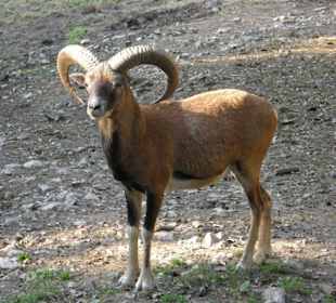 Hochwildschutzpark: Mufflon