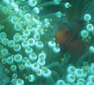 Nemo - Clownfisch