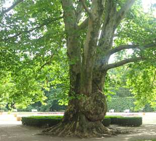Park przy Pałacu w Nieborowie
