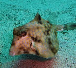 Pyramidenkofferfisch
