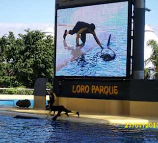 Orca im Loro Parque