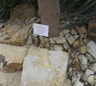 Wüstenpflanzen -  Alter Botanischer Garten