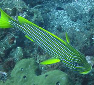 Schnorcheln Tejakula