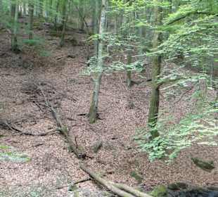 National park greenery