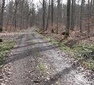 Gomaringer Rundweg - Zu den Giganten im Wald