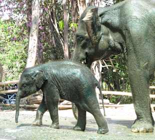 Chiang Mai Zoo - Am Wegesrand