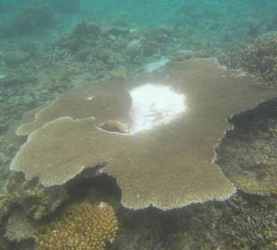 Красивый коралл.