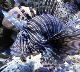 Blick in die Aquarien