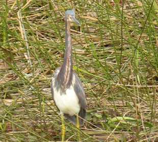 Everglades National Park: Anhinga Trail