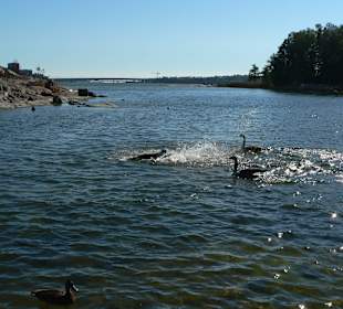 Гусиная драка