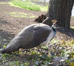 Łazienki Królewskie