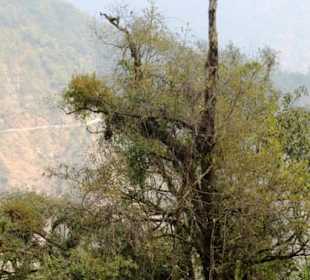 Restaurant Dantak Canteen