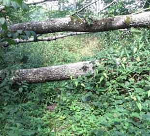 Burgruine Blankenstein