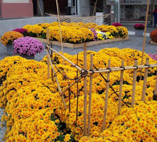 Chrysanthemen Show