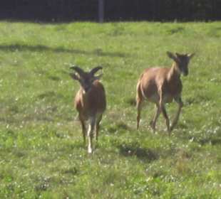 Die Mufflons