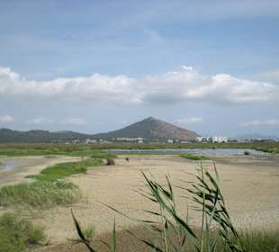 Brutplatz für Silberreiher