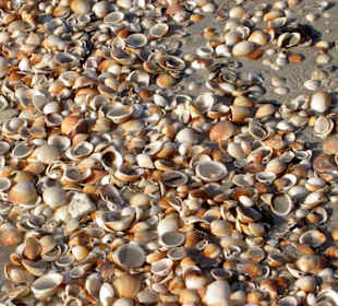 Muscheln ohne Ende