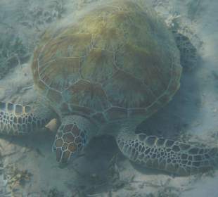 Meeresschildkröte