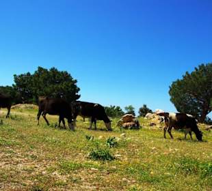 Green Canyon vom Staudamm nach Side