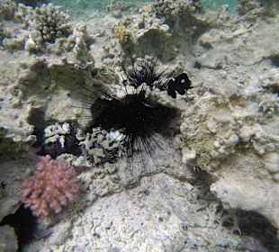 Schnorcheln Marsa Alam