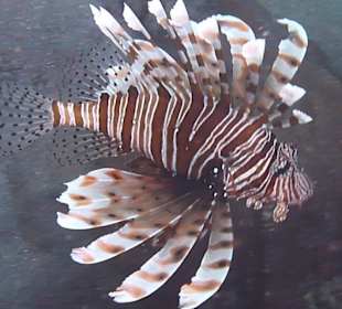 Schnorcheln am Hausriff