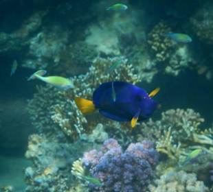 Fische im hauseigenen Riff