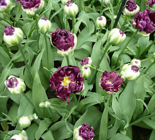 Gefüllte Tulpe
