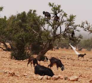 Ziegen auf Bäumen