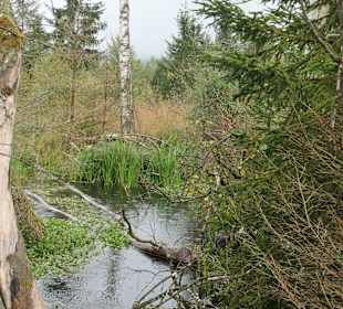 Unterwegs auf dem Moor-Erlebnis-Pfad von Inzell 