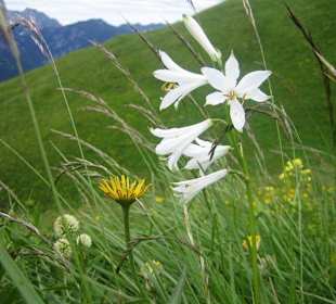 Paradieslilie auf der Mussen - Blumen-Alm 